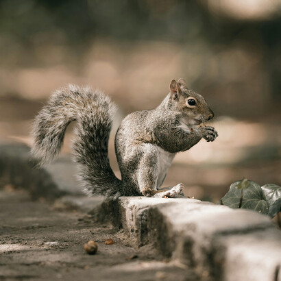 ¡Ay, ardillita!, y tú tan tranquila ahí, sin saber cuál es mi intención