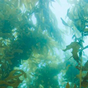 Ecosystems. Courtesy of California Science Center