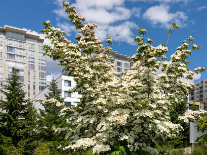 O Olympic Sculpture Park, em Seattle, Washington, Estados Unidos, é um museu de arte ao ar livre com esculturas impressionantes à beira da baía de Elliott. Um passeio imperdível para amantes da arte e natureza