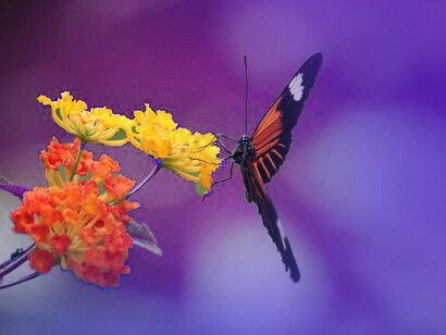 È importante supportare e difendere la fauna selvatica, offrendo habitat congeniali