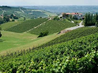 Vigneti a Madonna delle Grazie