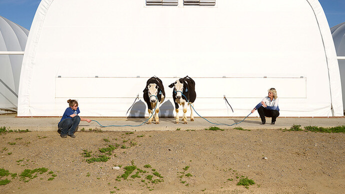 Aleksandra Domanovic , Bullen ohne Hörner: Entstehung, 2016, Chromogendruck auf Diasec, Auflage 1/3. Courtesy die Künstlerin und  Tanya Leighton, Berlin © Foto: die Künstlerin Fotografen: Aleksandra Domanovic 
und Spencer Lowell