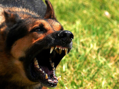 Chien et rage. Les injections successives de virulence supposée croissante présentent l’avantage de tester à la fois l’innocuité du vaccin et son efficacité