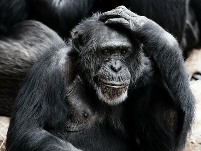 Gli animali sono migliori degli uomini