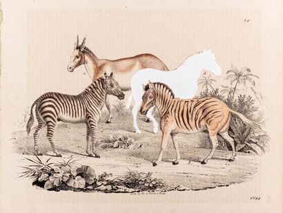 Brandon Ballengée, RIP Quagga: After Dr. V Kirn I. Berg, 1844/2023. Hand-colored copperplate engraving, 9.25 x 11.5 in., unframed. Courtesy of Jennifer Baahng Gallery