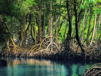 Mangrove forests are home to many species of fish, shrimp, mollusks, and crabs