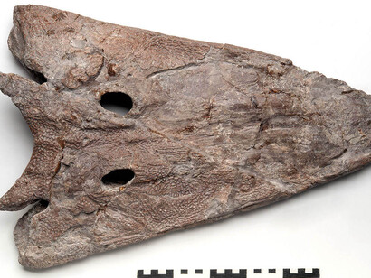 Fossile Fische und Amphibien. Courtesy of Museum für Naturkunde