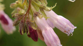 Symphytum officinale