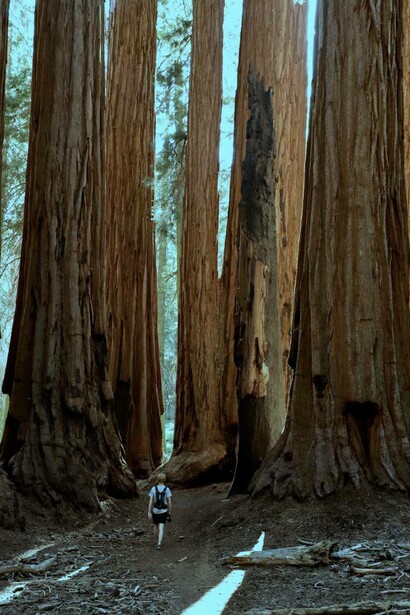 Sequoia National Park, California, Stati Uniti