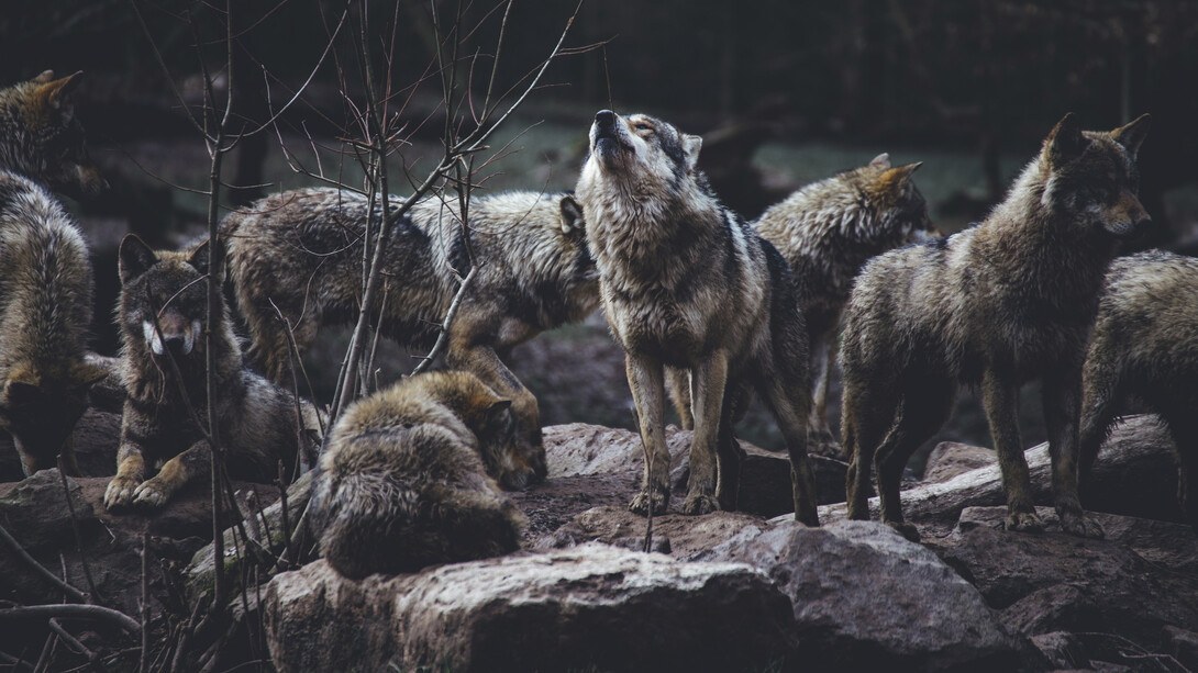 Dans le silence des montagnes, la meute veille sur des secrets plus anciens que les hommes