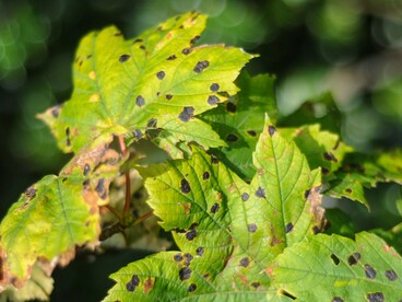 Temperature eccessive possono anche alterare lo sviluppo degli embrioni dei semi, compromettendone la corretta formazione e riducendo la capacità delle piante di riprodursi