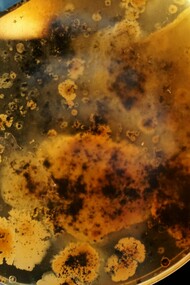 Une boite de Pétri est une boite transparente dans laquelle on coule de l'agar, matière gélatineuse neutre, additionnée des diverses substances dont on veut tester l'effet, dont des nutriments. Ce milieu permet de cultiver des bactéries ou des micro-champignons