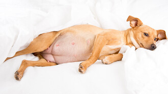 En el caso de los perros, lo más recomendable es que la hembra pueda parir de forma natural