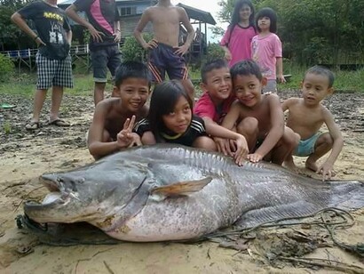 Agricoltura, caccia e pesca sono le principali fonti di sostentamento per i Dayak che popolano la foresta.