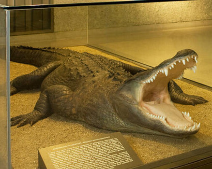 Hall of Reptiles and Amphibians. Courtesy of American Museum of Natural History