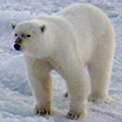 Vida silvestre del Ártico.Fotografía tomada desde el submarino Honolulo, anterior al 13 de octubre 2003