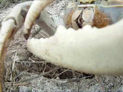 Emilio Vavarella, Animal Cinema, 2017, frame video 1