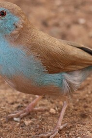 Red-cheeked Cordon-bleu at Kotu Bridge © Gehan de Silva Wijeyeratne