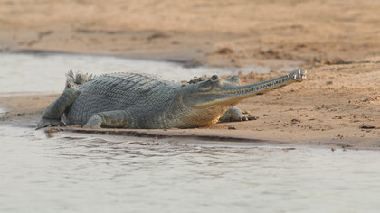 Gharial GPS logger on tail and a VHF Radio behind head © Gehan de Silva Wijeyeratne