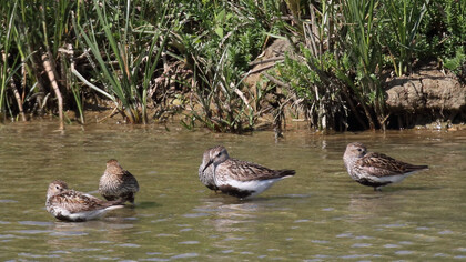 Dunlin in breeding plumage, Titchfield Haven © Gehan de Silva Wijeyeratne