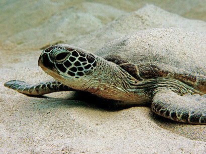 Green Turtle Resting On The Ocean Floor, ph. Aditya Havelia