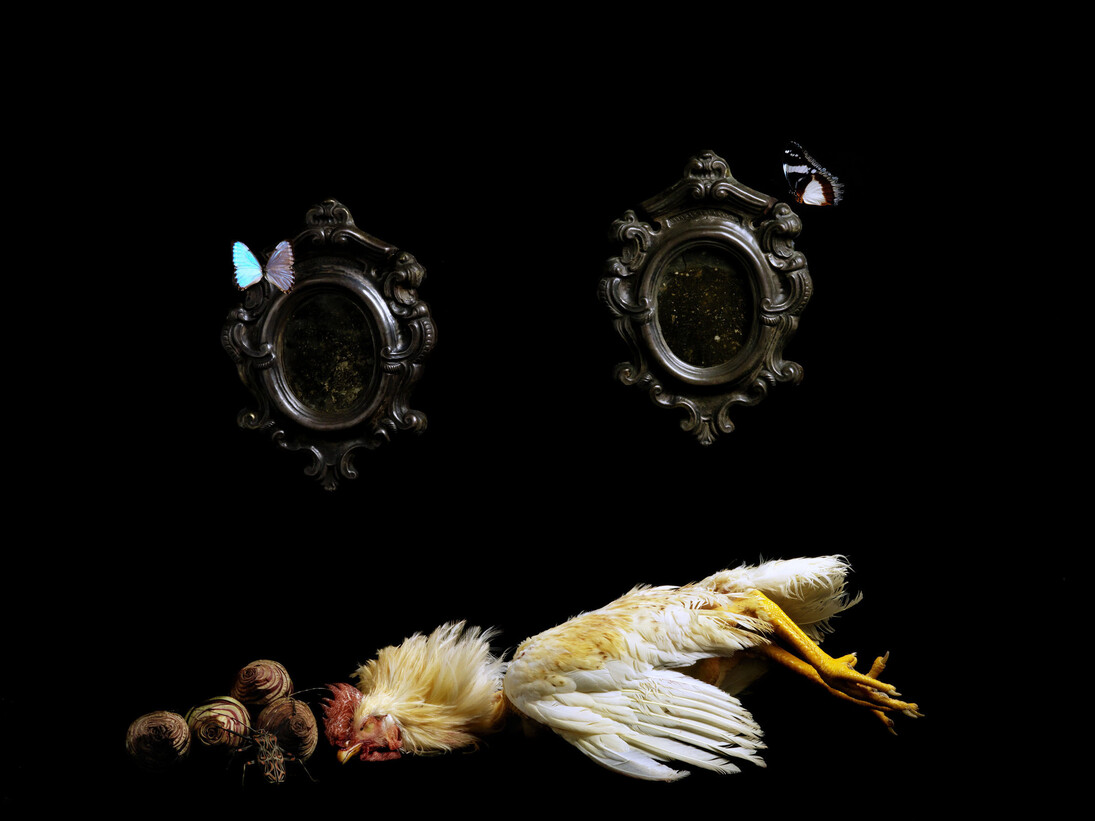 
Marco Schifano, Gallina ruspante con Carciofi, 2012, stampa su carta baritata montata su alluminio, 80 x 100 cm, Ed. 1/3 +2 P.A