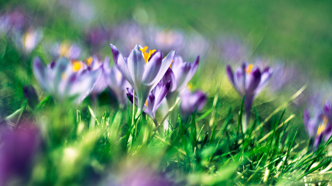 La Primavera in cucina