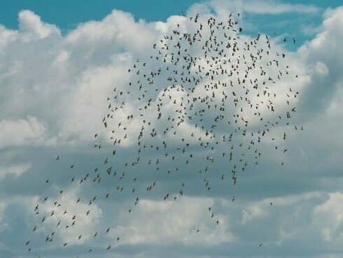 Birds journeying together across a vast expanse, symbolising the collective responsibility that strengthens communities