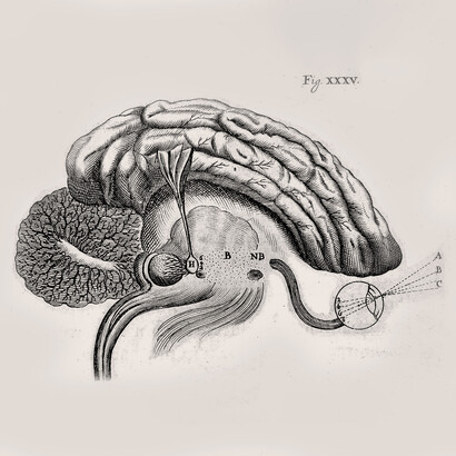 René Descartes; El sistema nervioso. Diagarama del cerebro