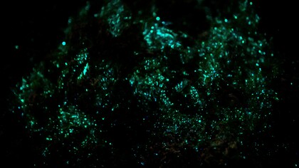 Ejemplares de Noctiluca scintillans en la playa de Spiekoorg, Frisia Oriental, Alemania