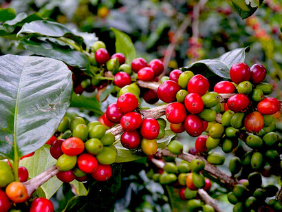 On a plantation in Karnataka, red coffee beans signal a ready crop—highlighting the beginning of India’s farm-to-cup coffee journey