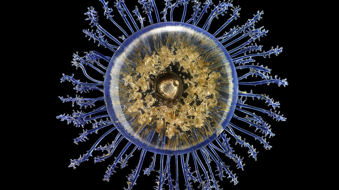 Leopold & Rudol Blaschka, Porpita meditteranea. Guido Moca co © 2013 With the courtesy of the Natural History Museum of Geneva,Switzerland