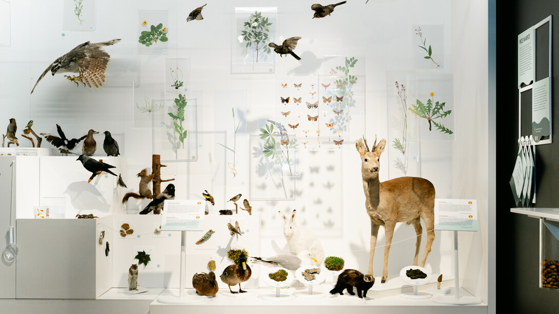 BiodiverseCity? Exhibition view. Courtesy of Estonian Natural History Museum