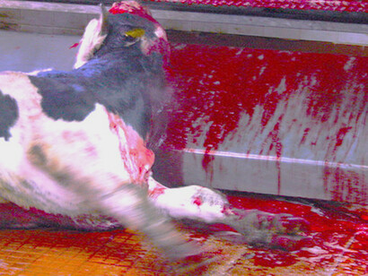 Entre sangre y orines