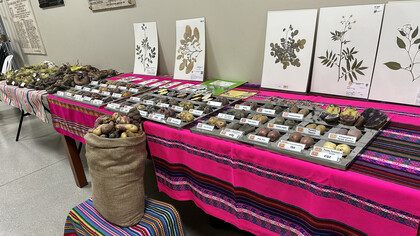 Exposición de ejemplares de papas nativas en la Facultad de Ciencias Biológicas de la Universidad Nacional Mayor San Marcos, Lima, Perú, 30 de marzo de 2025