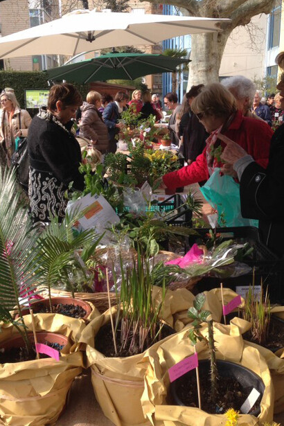 Piantine pronte per il baratto