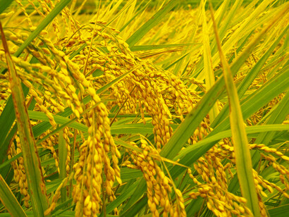 Agriculture: Ibaraki is more famous for growing melons, soybeans and rice