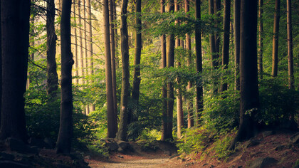 A dark forest represents sin and wrong choices