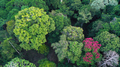 Vista aérea del dosel arbóreo de la Amazonia