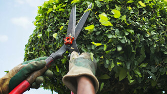 Topiary art originated in the first century B.C. in ancient Rome at the time of Lucullus and Sallustius