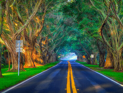 Banyan Trees Along Bridge Road at Hobe Sound Florida © Kim Seng