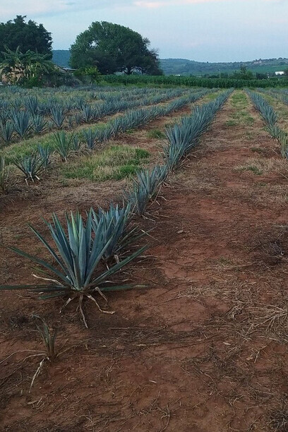 Las plantas alineadas prometen, Mexico