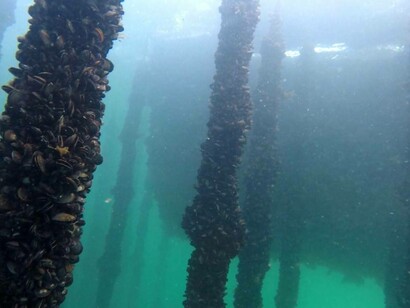 Mejillones en una batea de la ría de Vigo