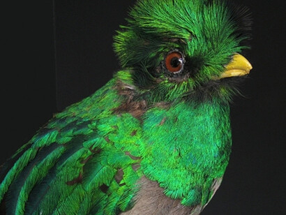 Birds of the World Gallery. Courtesy of Harvard Museum of Natural History