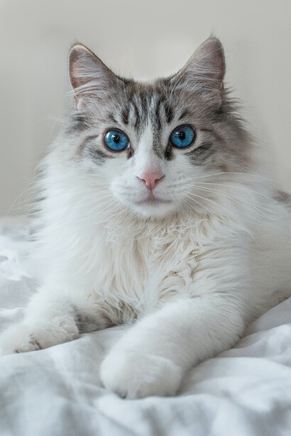 Per le persone che vivono in una condizione di solitudine e che si trovano improvvisamente ancora più isolate dal mondo, la presenza di un cane o di un gatto può davvero rappresentare una boccata di ossigeno e una ragione di vita