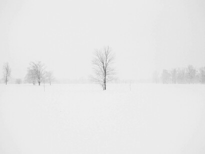 A lone tree in the snow. Our awe at the wholeness of everything is so overwhelming