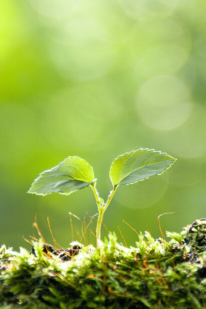 La natura si risveglia