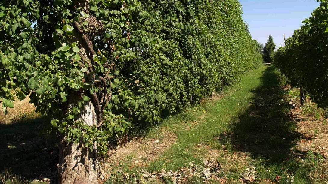 L'Asprinio e il suo territorio. I vigneti di Asprinio sono un museo naturale a cielo aperto, un paesaggio naturale unico, che permette di ottenere un vino, “allegro, leggero, brioso” e uno spumante elegante, eccezionalmente buono, molto ricercato per la sua naturale freschezza (Veronelli), riconducibile soltanto a questa terra: l’agro aversano, a cavallo delle province di Terra di Lavoro e Napoli