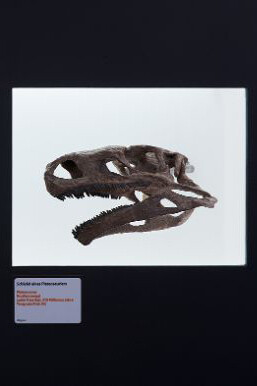 Dinosaurs. Courtesy of Naturhistorisches Museum Basel