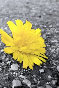 Hope is something makes sense, regardless of how it turns out